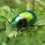 tansy-beetle